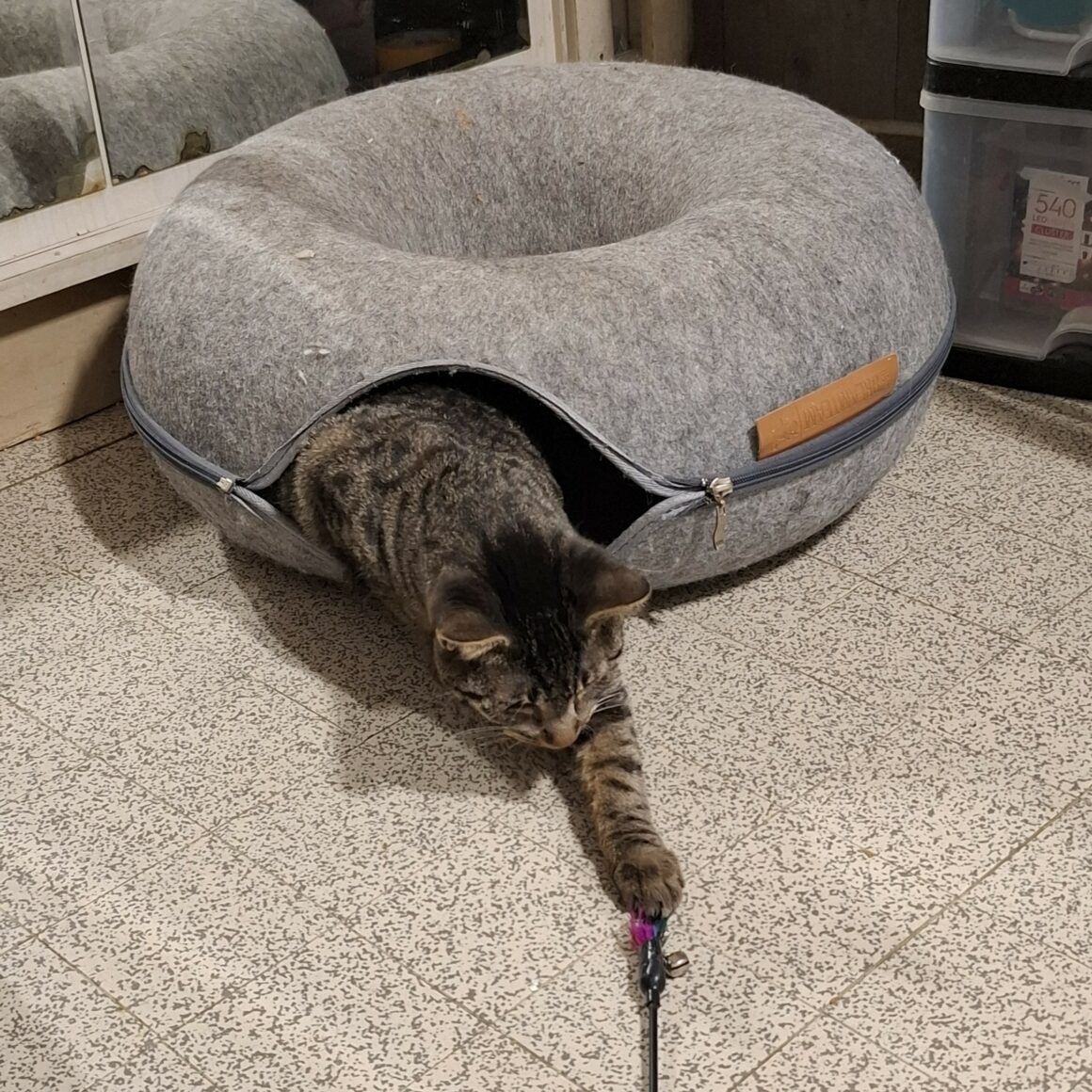 AVOINE – junior réservée