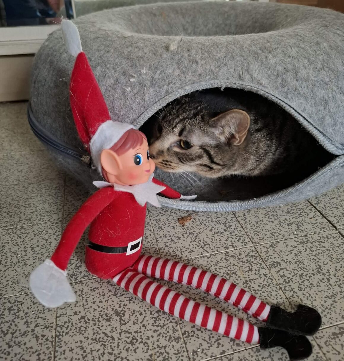 AVOINE – junior réservée