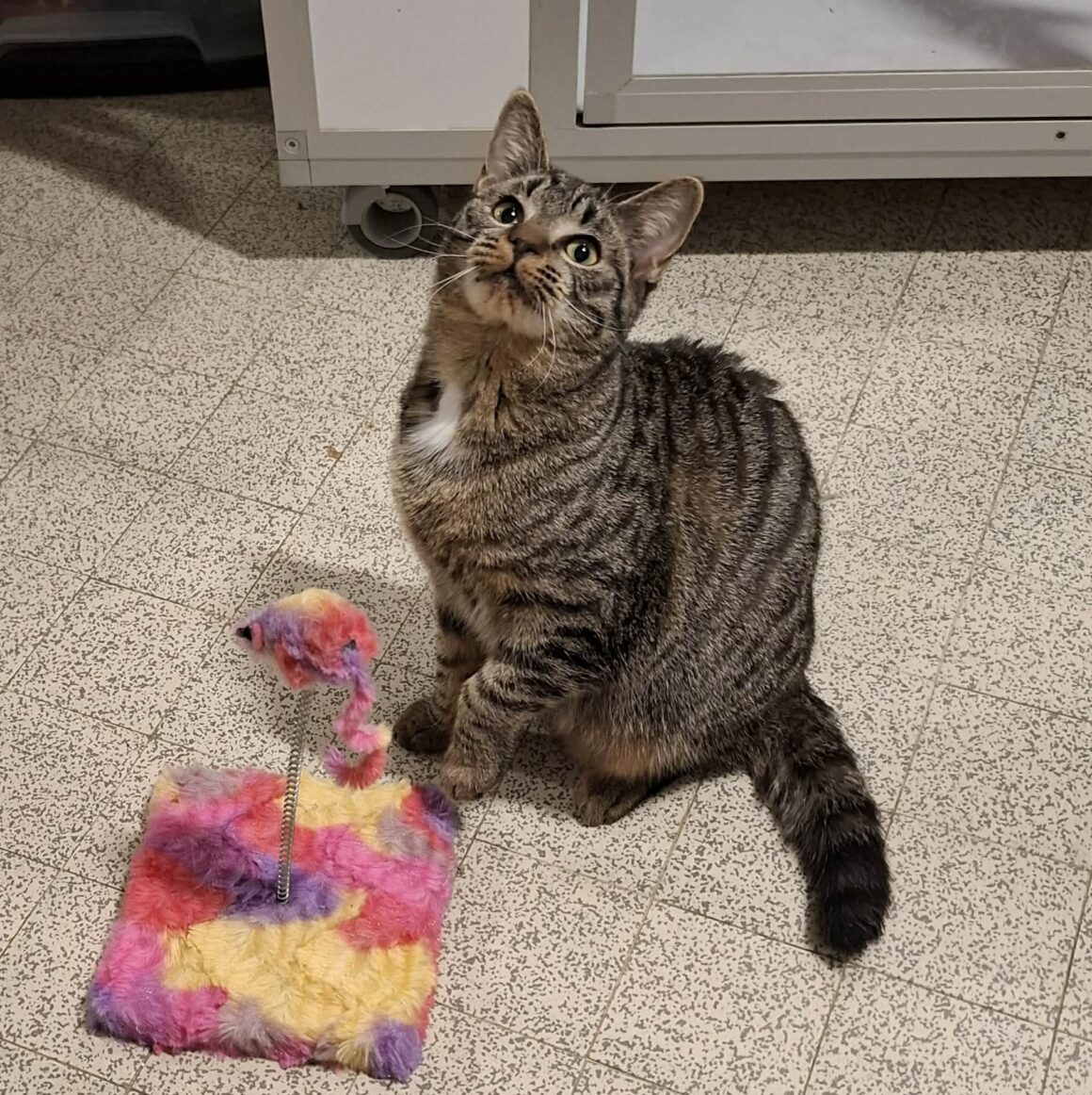 AVOINE – junior réservée