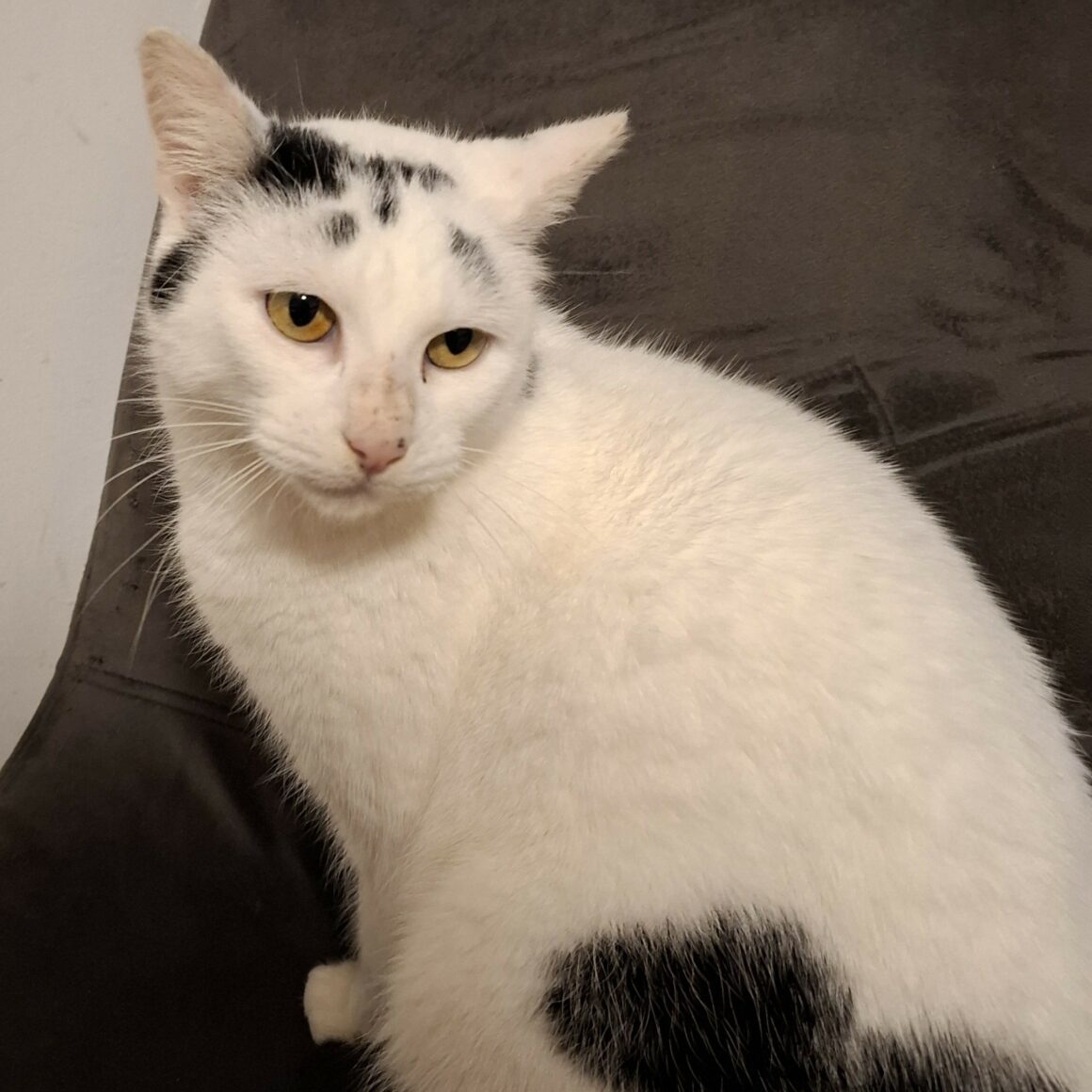 ALGORITHM – 3 ans – adopté