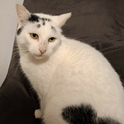 ALGORITHM carré ALGORITHM – 3 ans