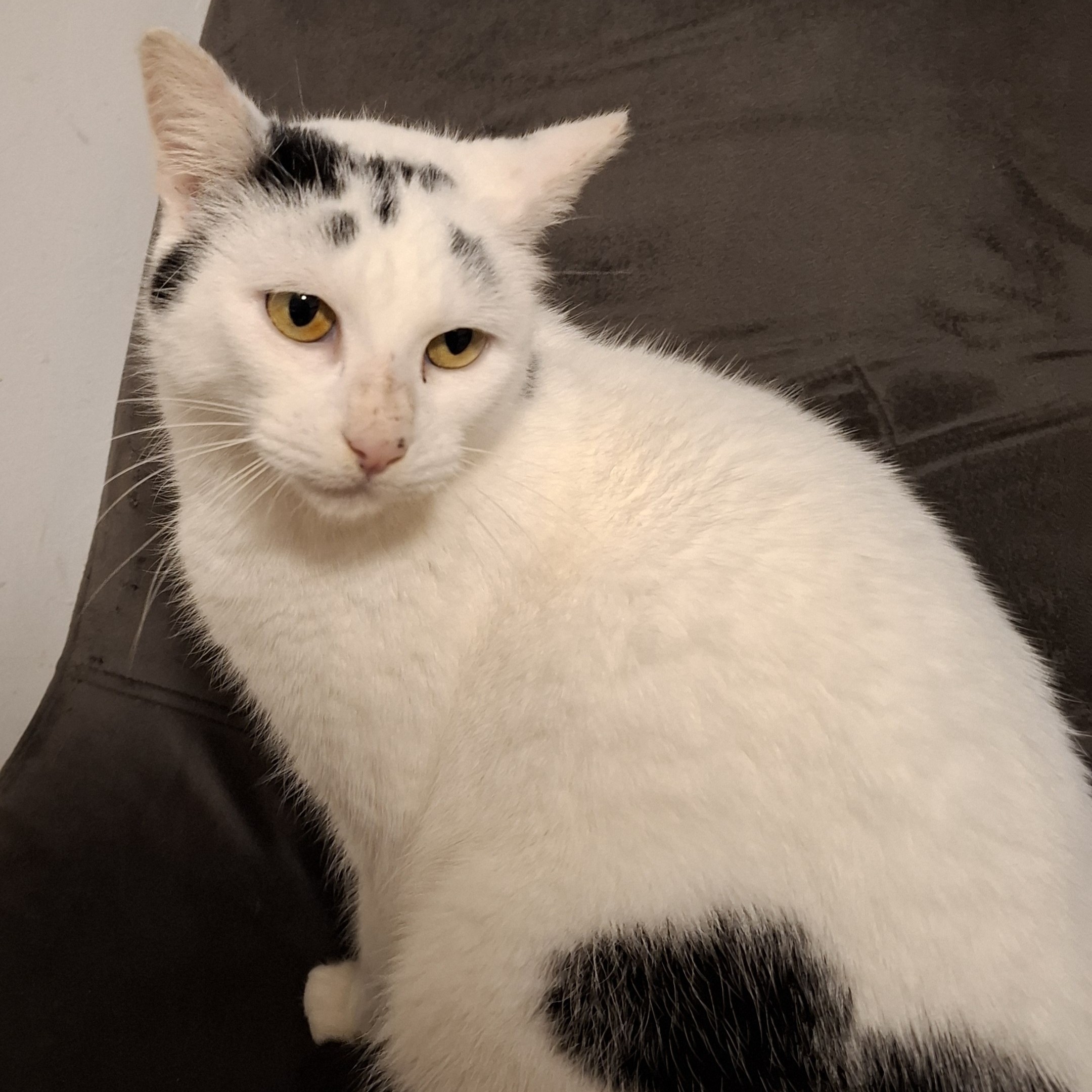 ALGORITHM carré ALGORITHM – 3 ans