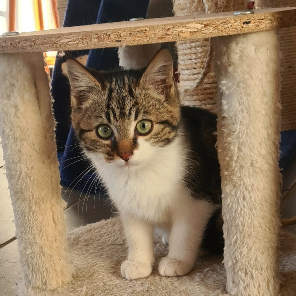 ANOKI (3) ANOKI – chaton adopté