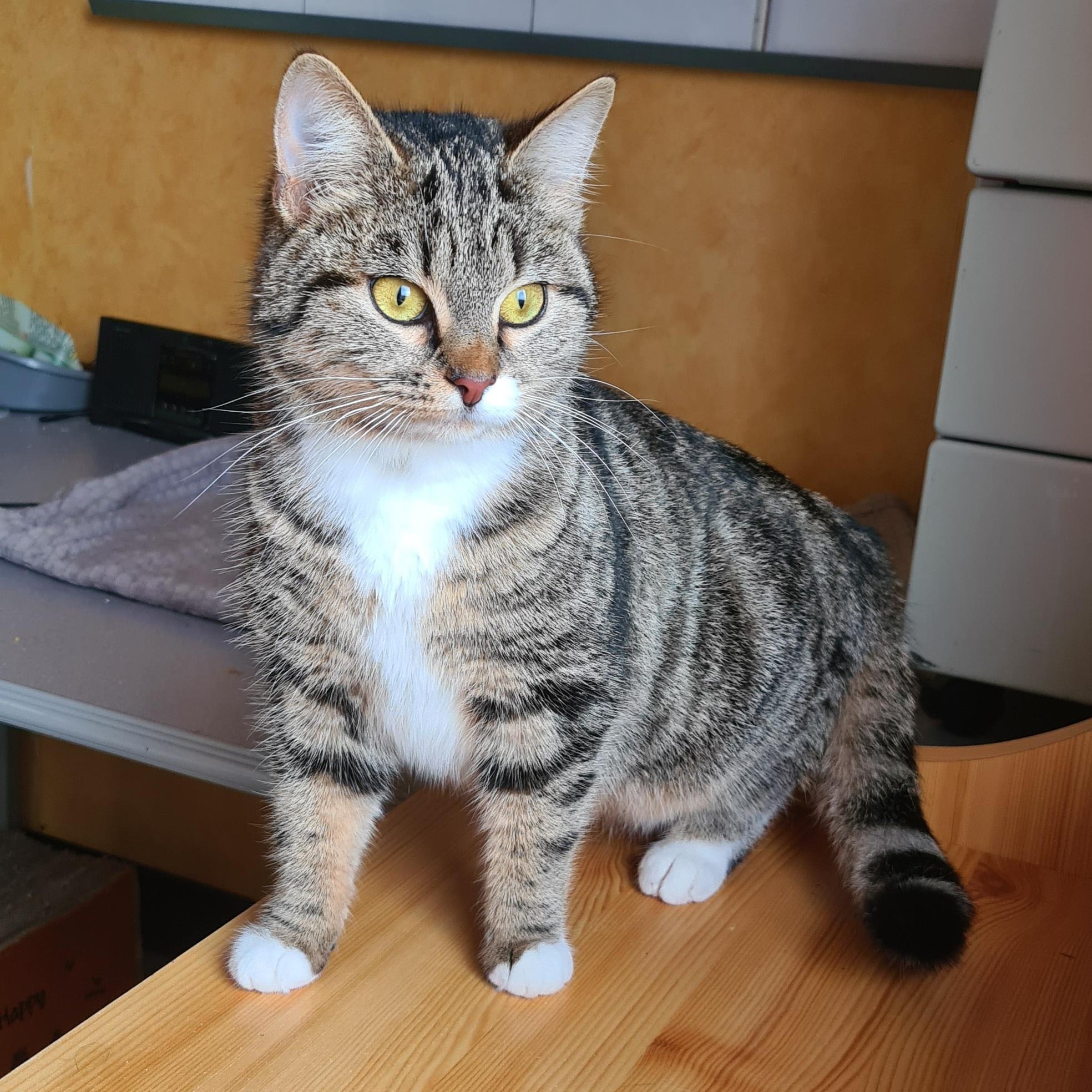 BABELLE (7) BABELLE – 1 an