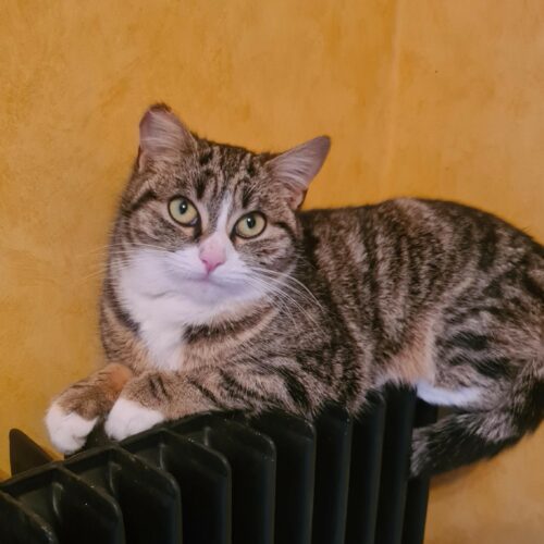 BALIVERNE – 1an et demi