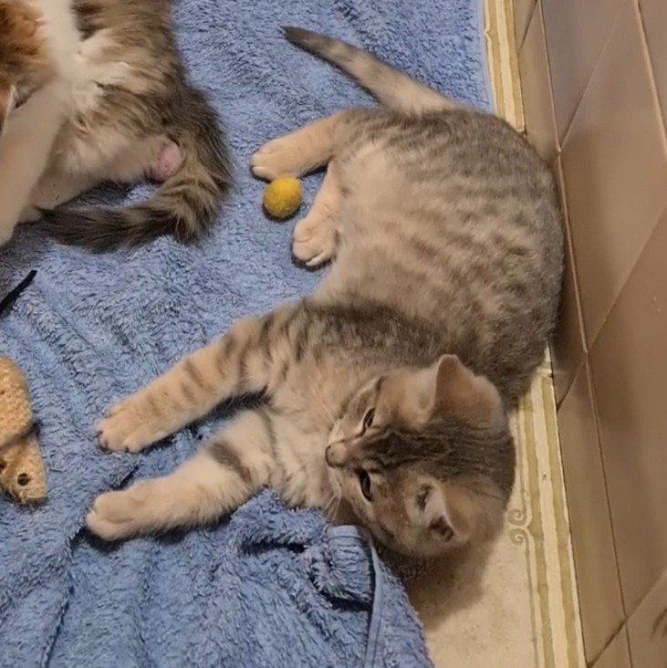 BANDIT – Chaton Réservé