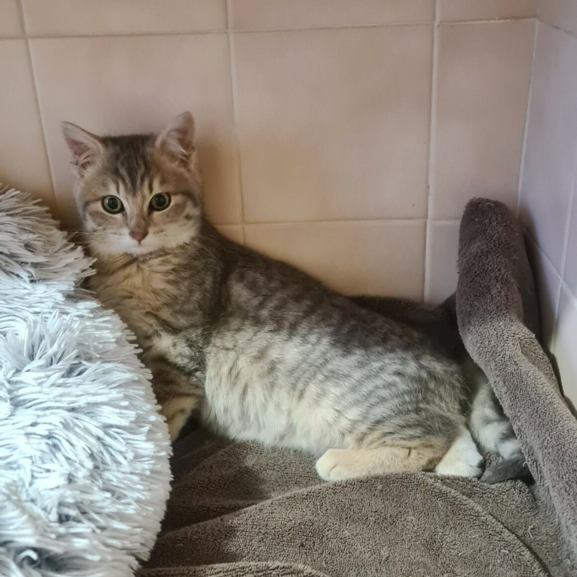 BANDIT – Chaton Réservé