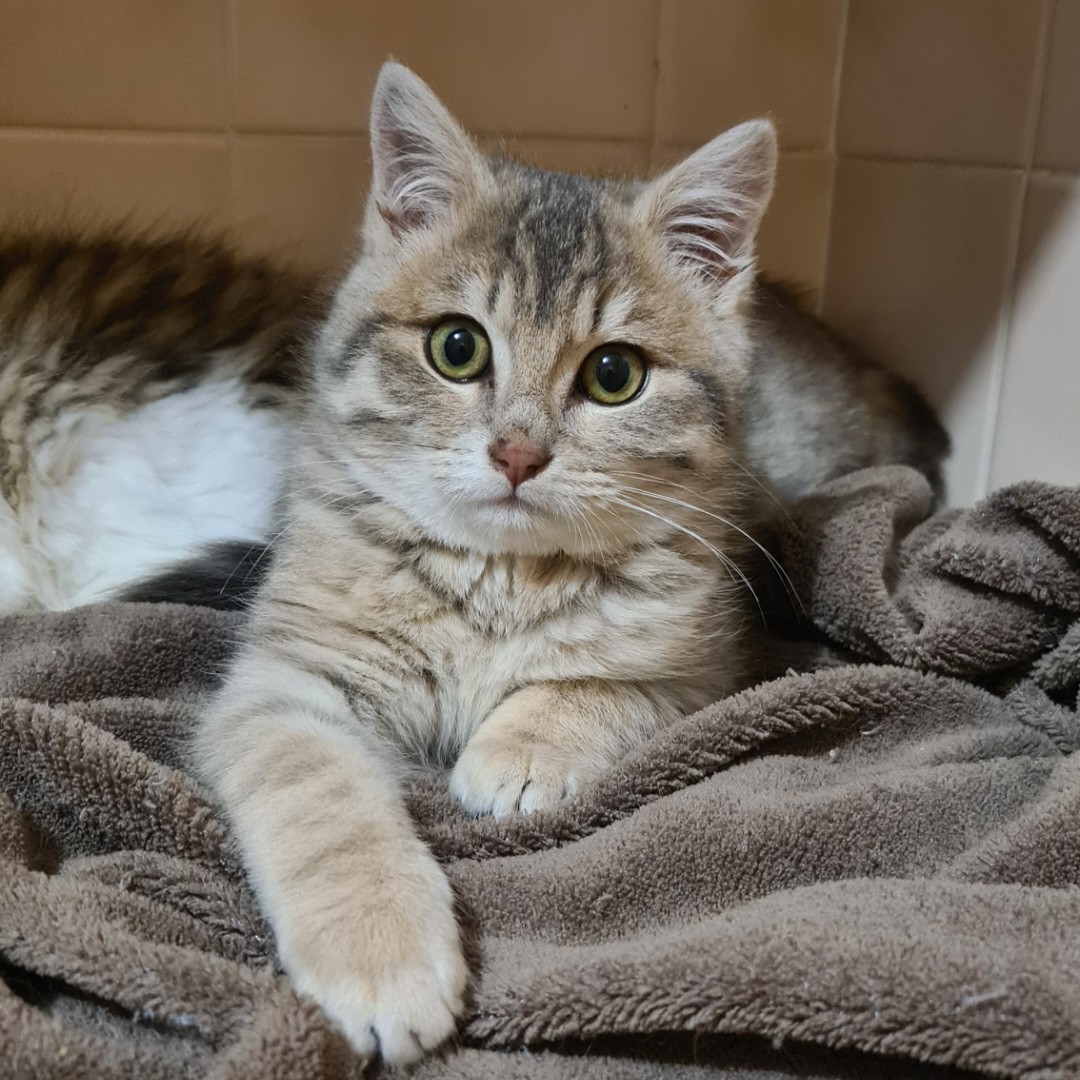 BANDIT – Chaton adopté
