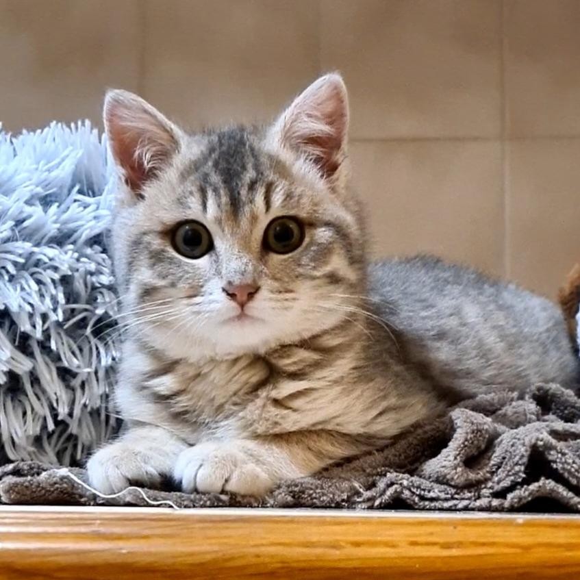 BANDIT – Chaton Réservé