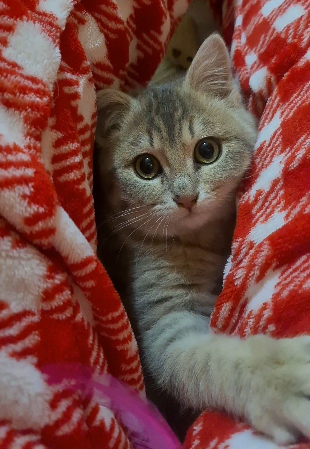 BANDIT – Chaton Réservé