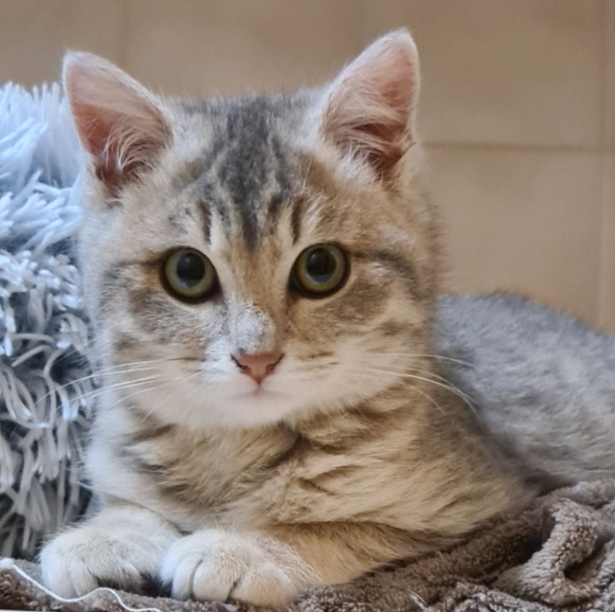 BANDIT – Chaton Réservé