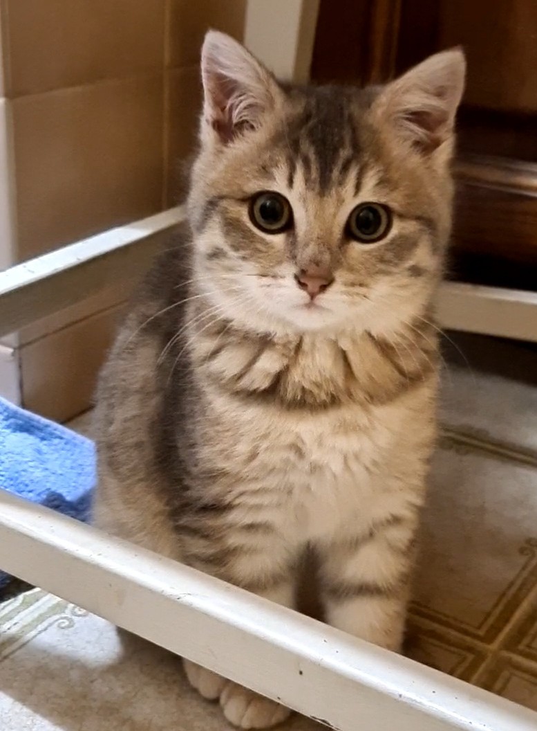 BANDIT – Chaton Réservé