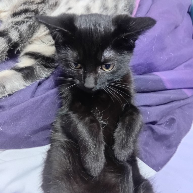 BELLA - CARRE BELLA – chaton adoptée