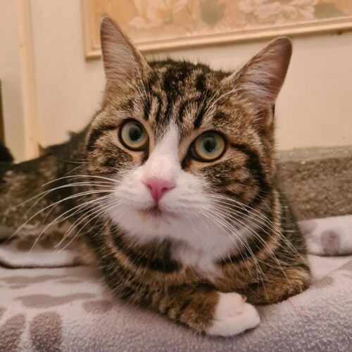 BIANCO (2) BIANCO – 1 an