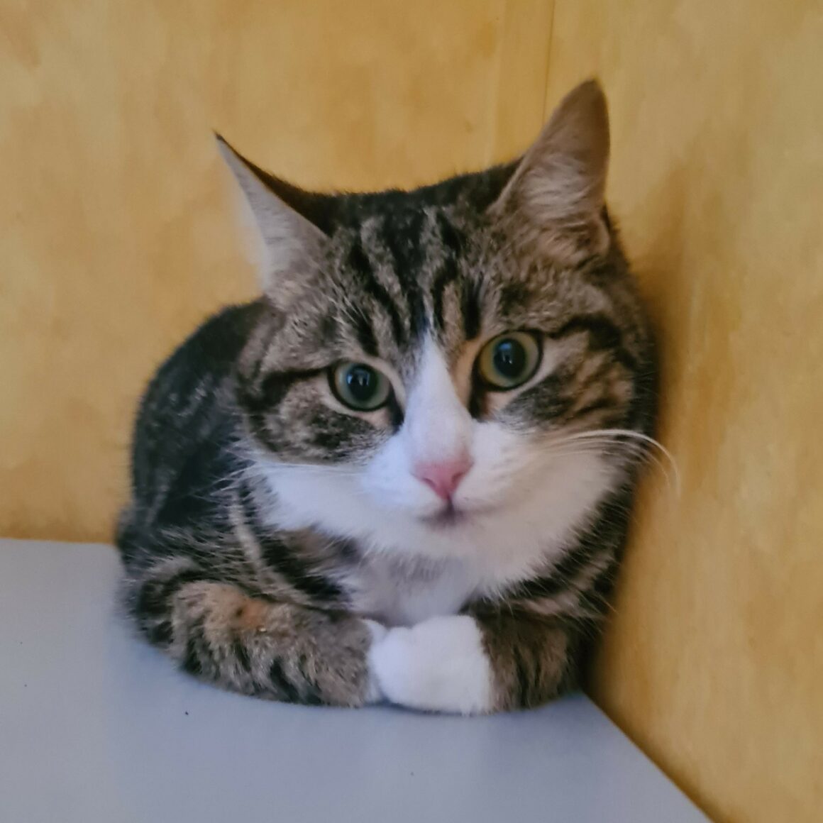 BIANCO (3) BIANCO – 1 an