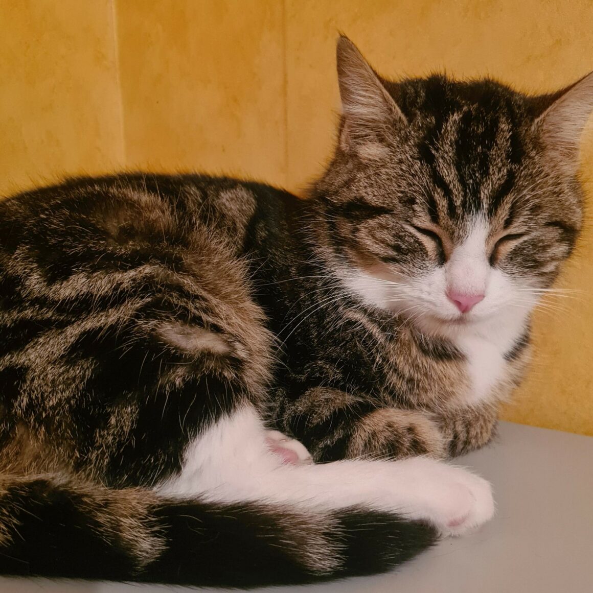 BIANCO (5) BIANCO – 1 an