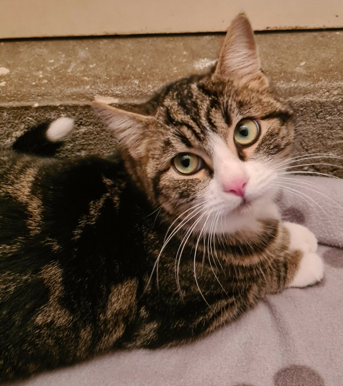 BIANCO (6) BIANCO – 1 an