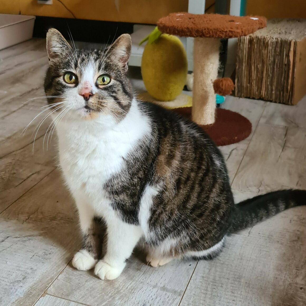BRIOCHE – 10 ans senior adoptée