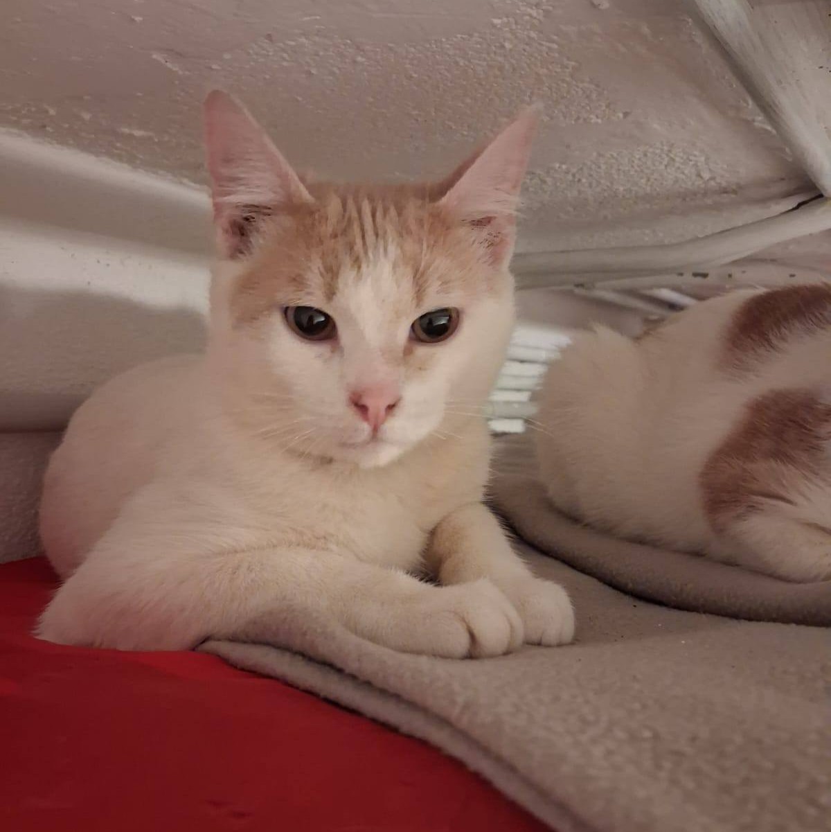 BANDITO – Junior adopté