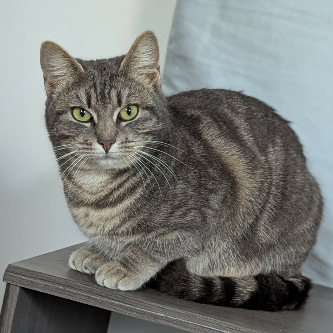 BETTY – 1 an Adopté