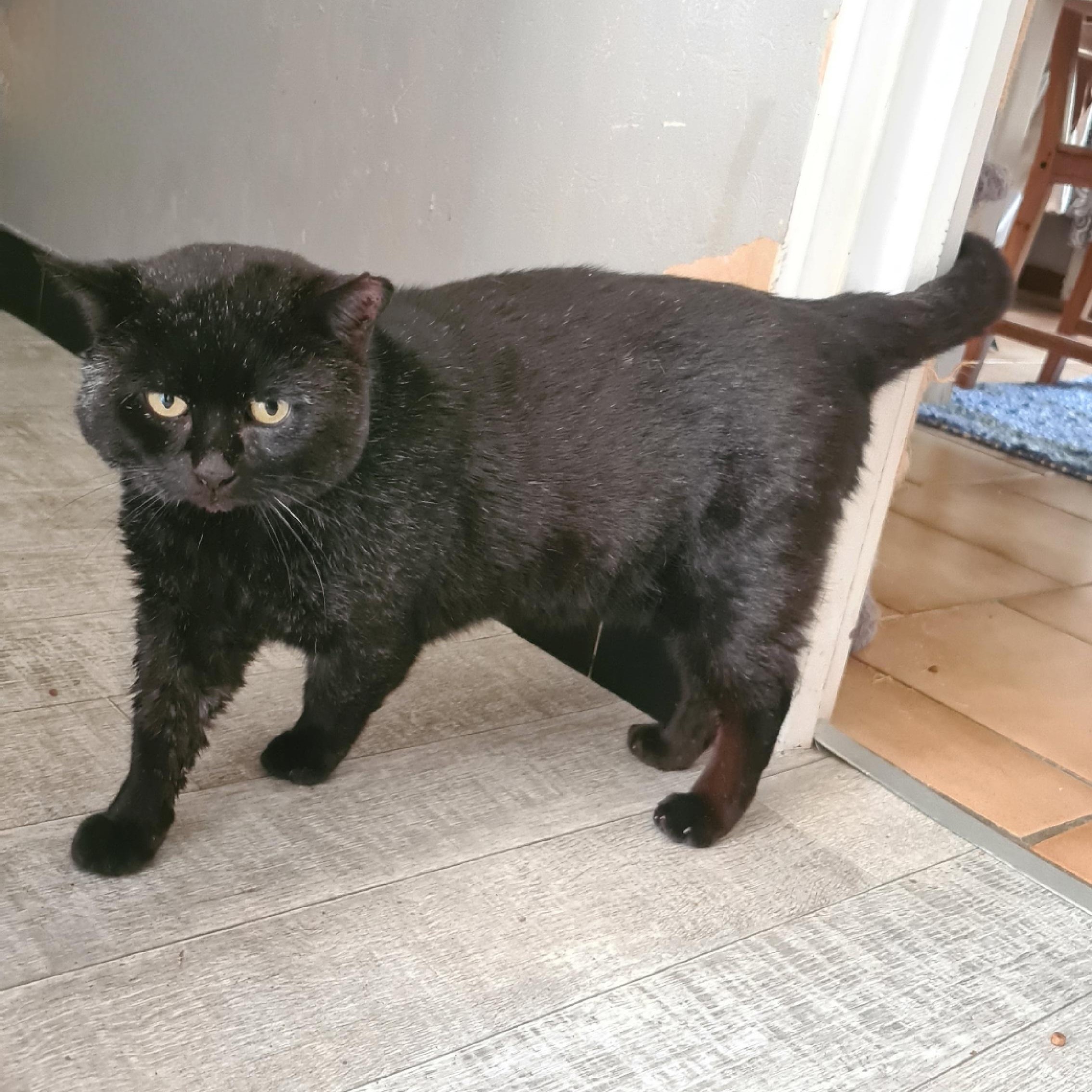 BRAHAM – 9 ans – SOS