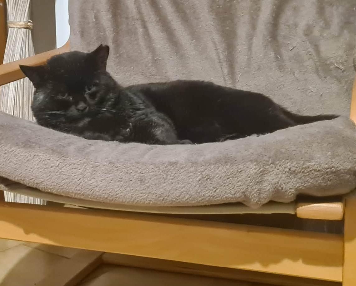 BRAHAM (2) BRAHAM – 9 ans