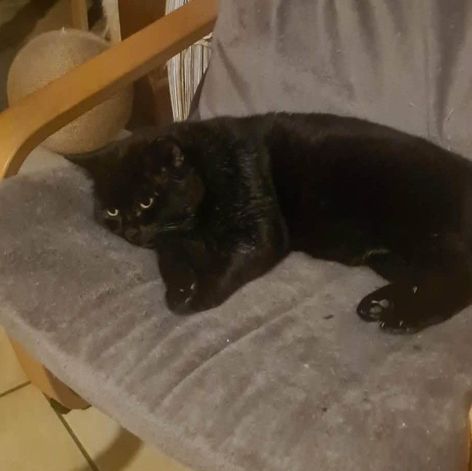 BRAHAM (4) BRAHAM – 9 ans