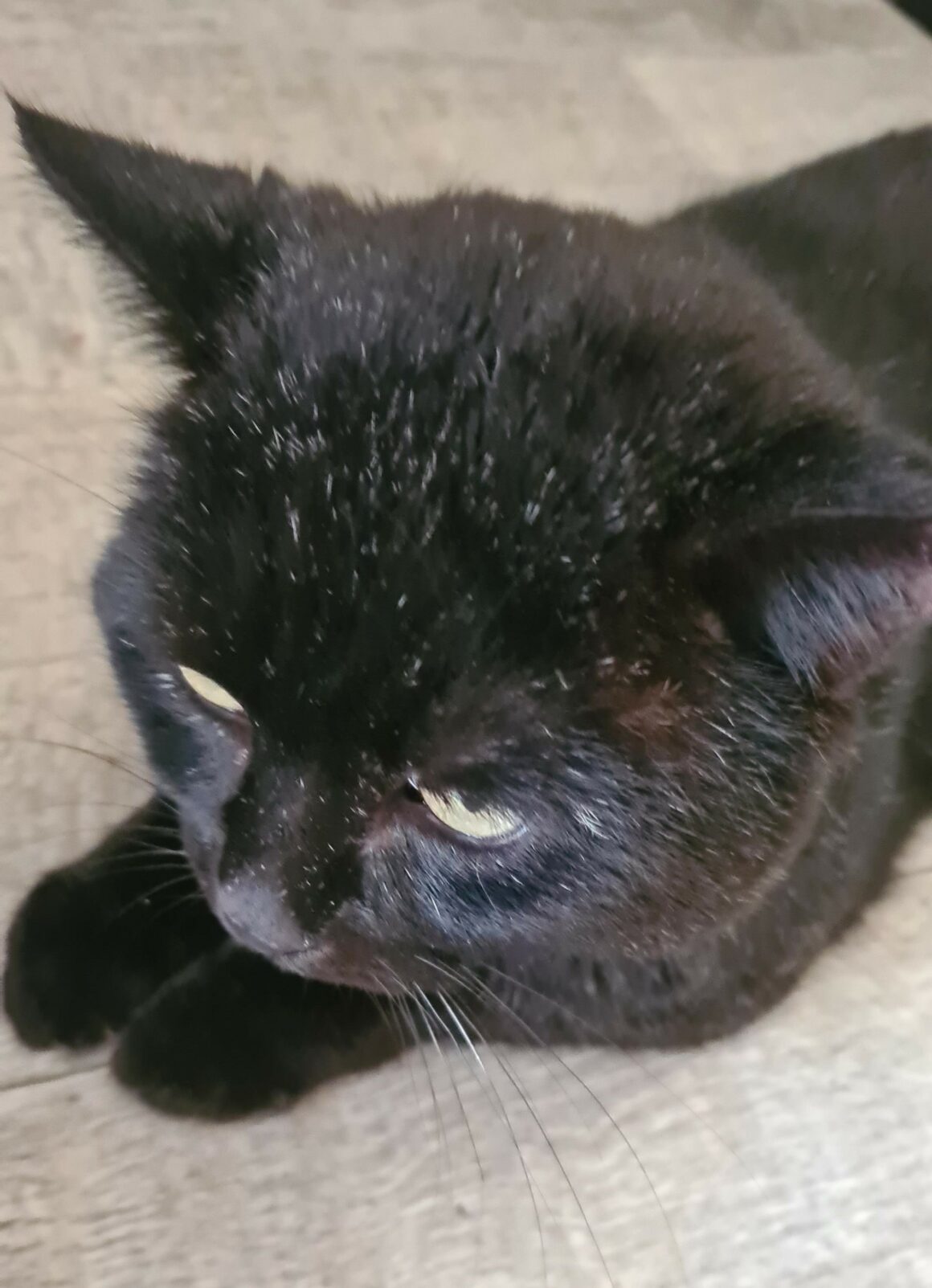 BRAHAM (5) BRAHAM – 9 ans