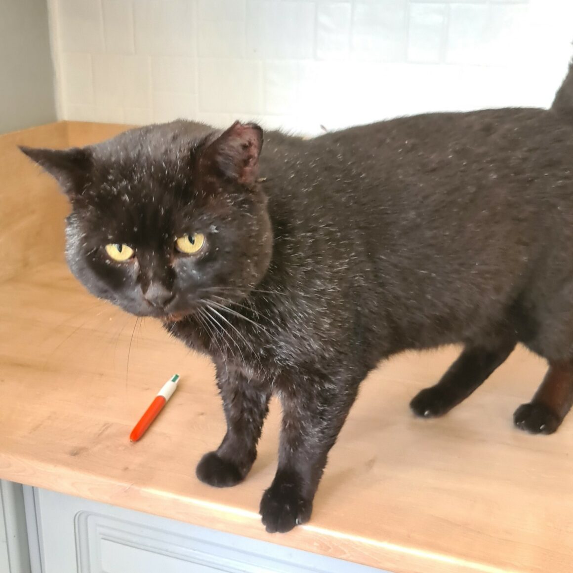 BRAHAM (6) BRAHAM – 9 ans