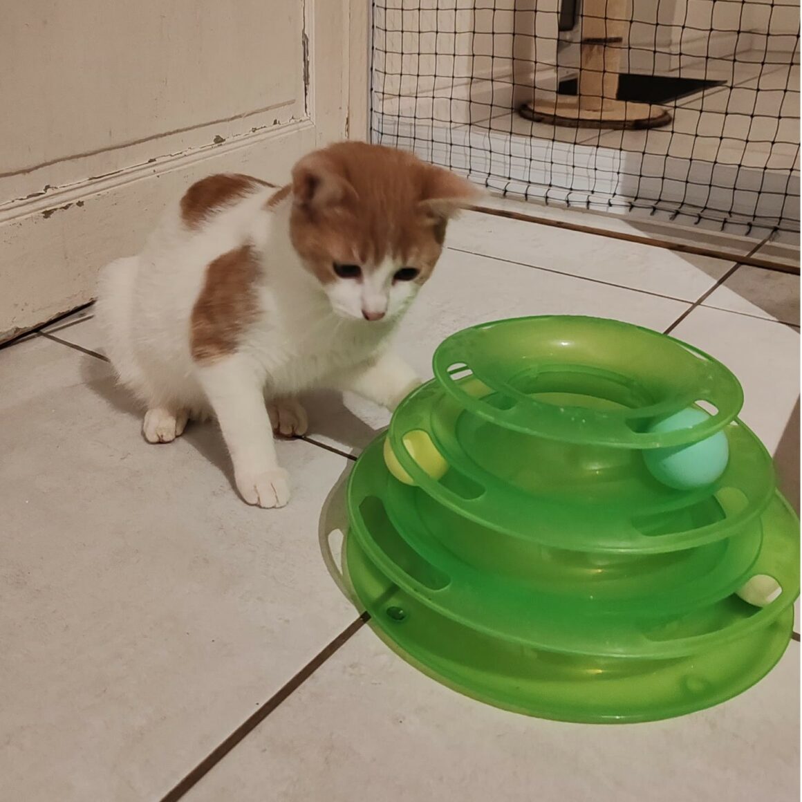 BRINDILLE6 BRINDILLE – junior