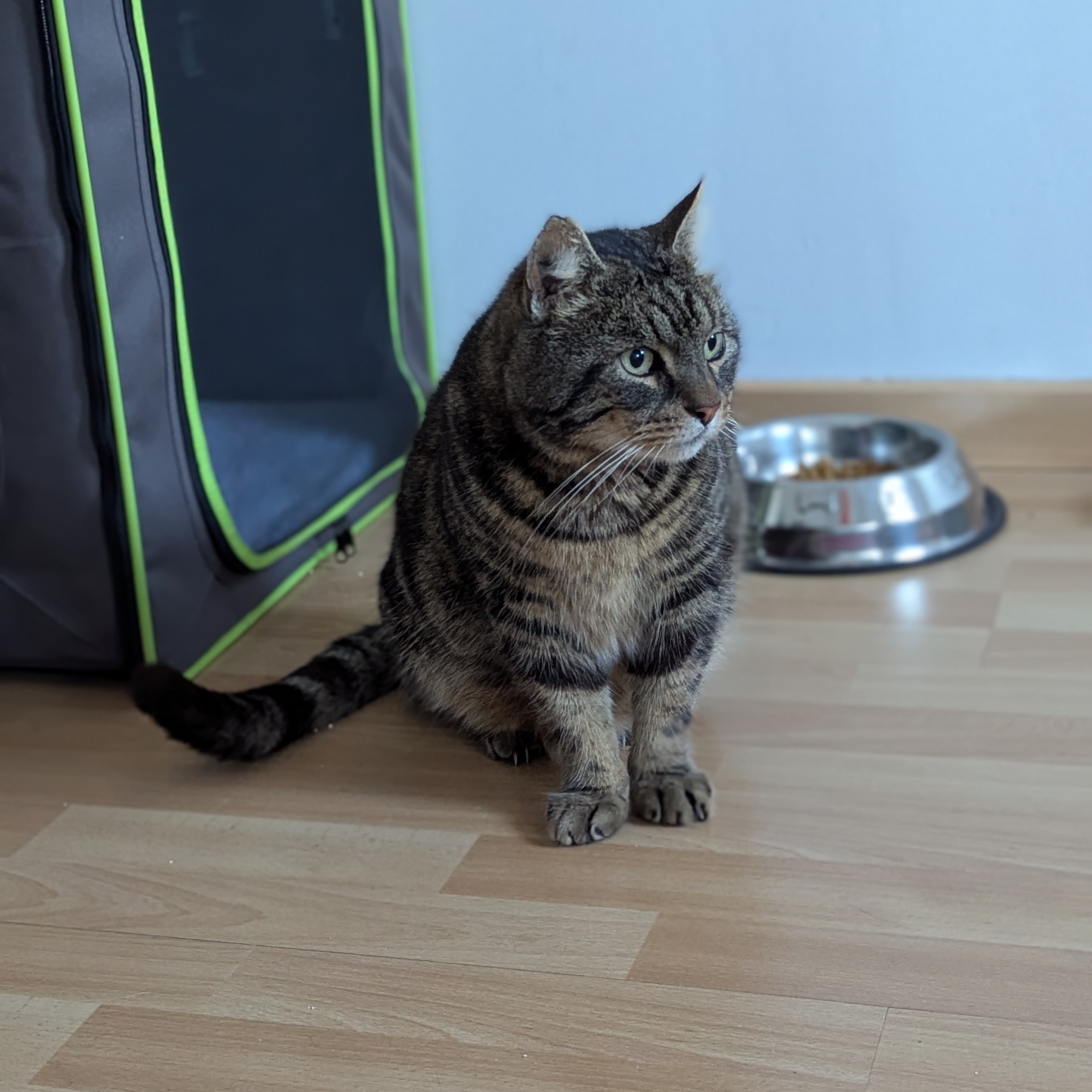 CHICO – 6 ans adopté