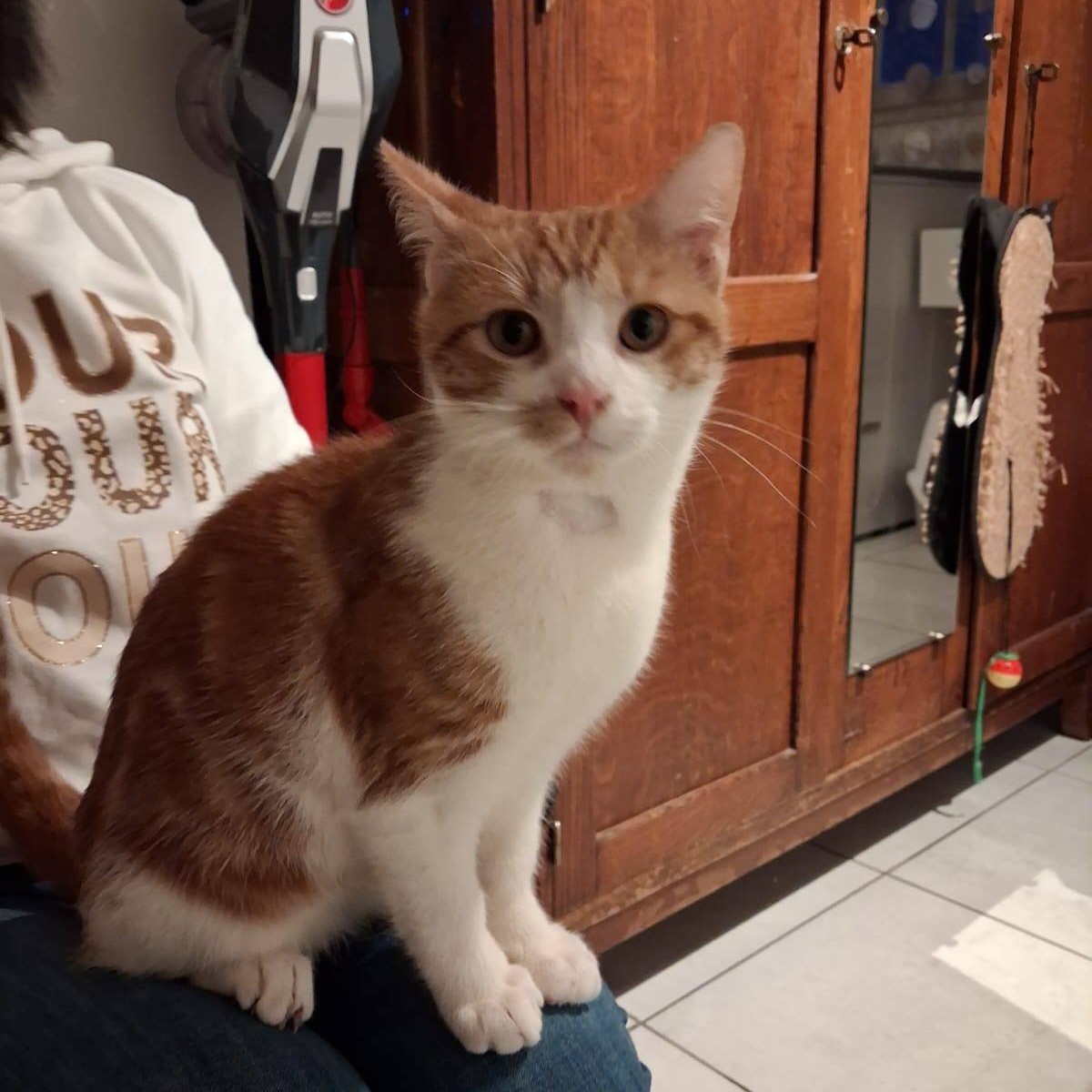 BASILE – Junior Adopté