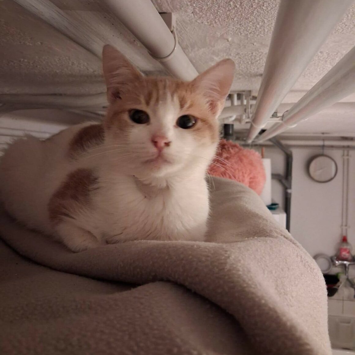 brindille BRINDILLE – junior adoptée