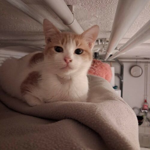 brindille BRINDILLE – junior