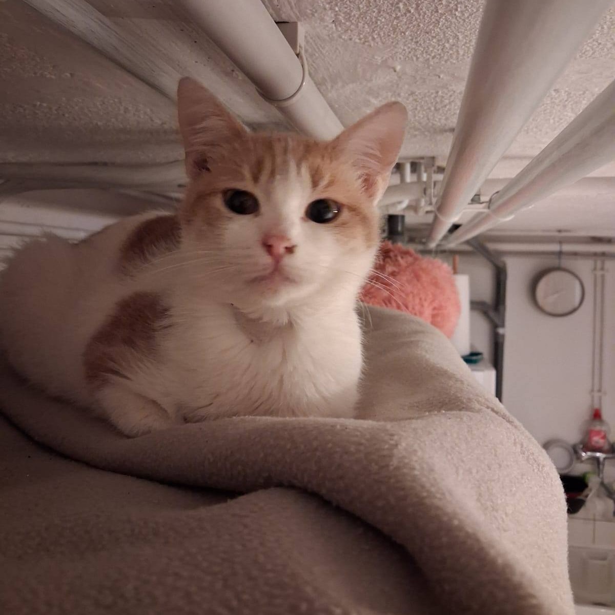 BRINDILLE – junior adoptée