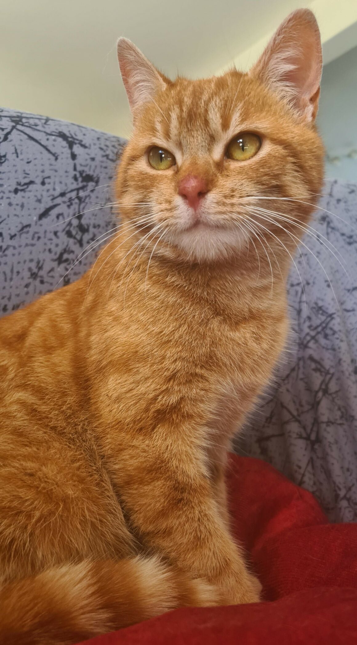 BABIOLE – junior – réservée