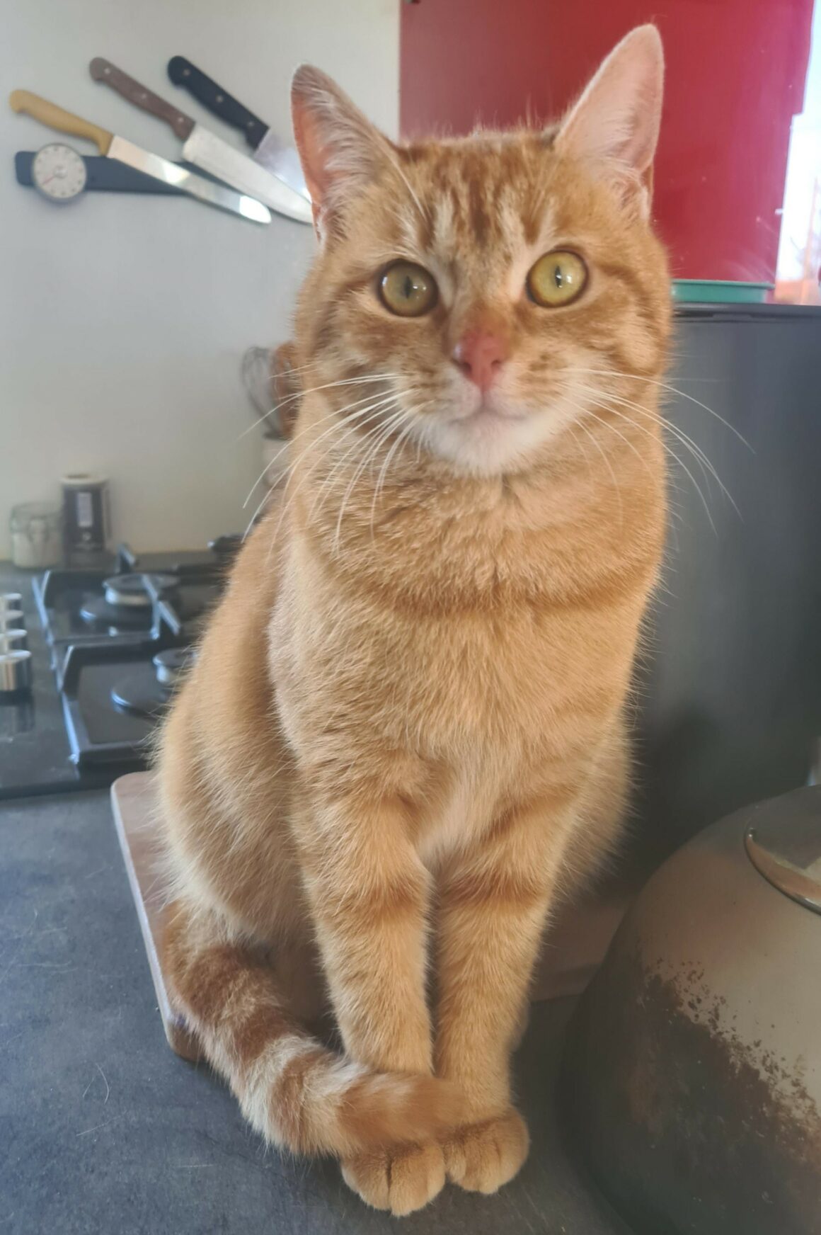 BABIOLE – junior – réservée