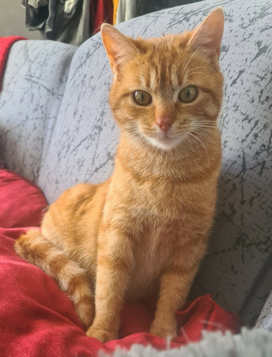 BABIOLE – junior – réservée