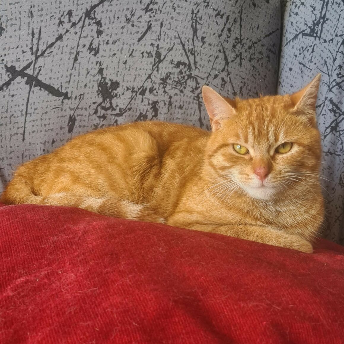 BABIOLE – junior – adoptée