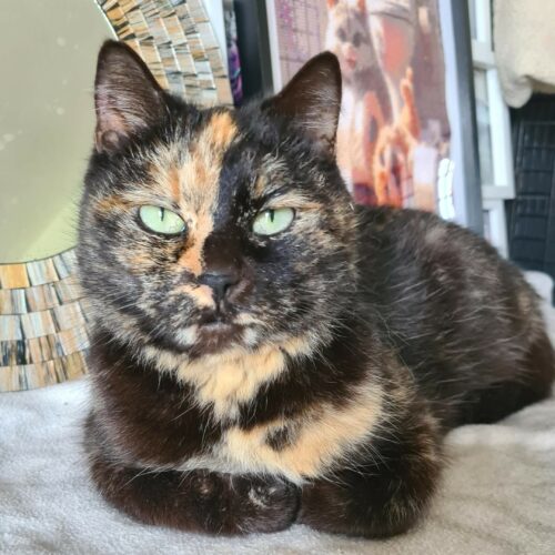 BERGAMOTE – 4 ans – adoptée