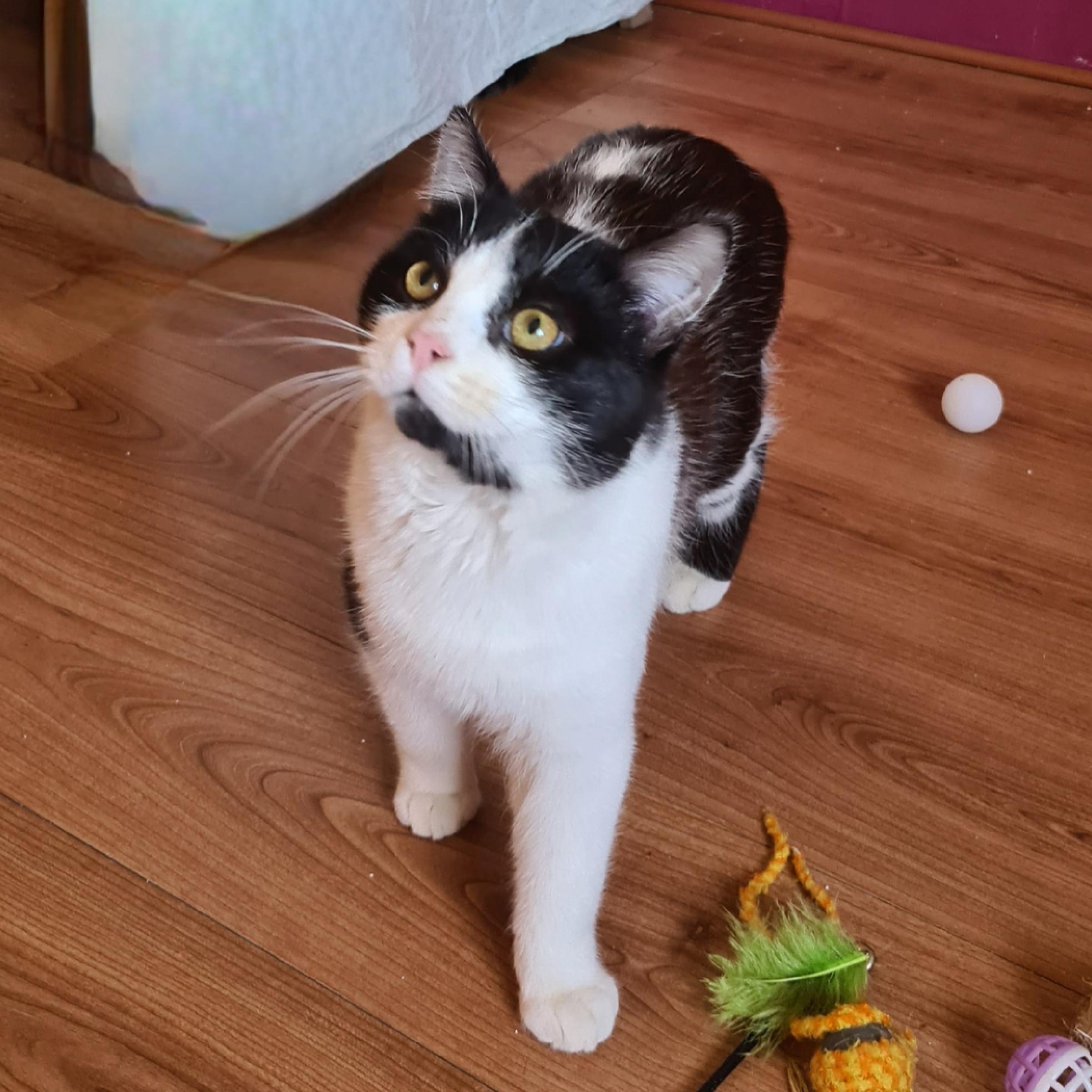 BERLIOZ – 7 mois adopté