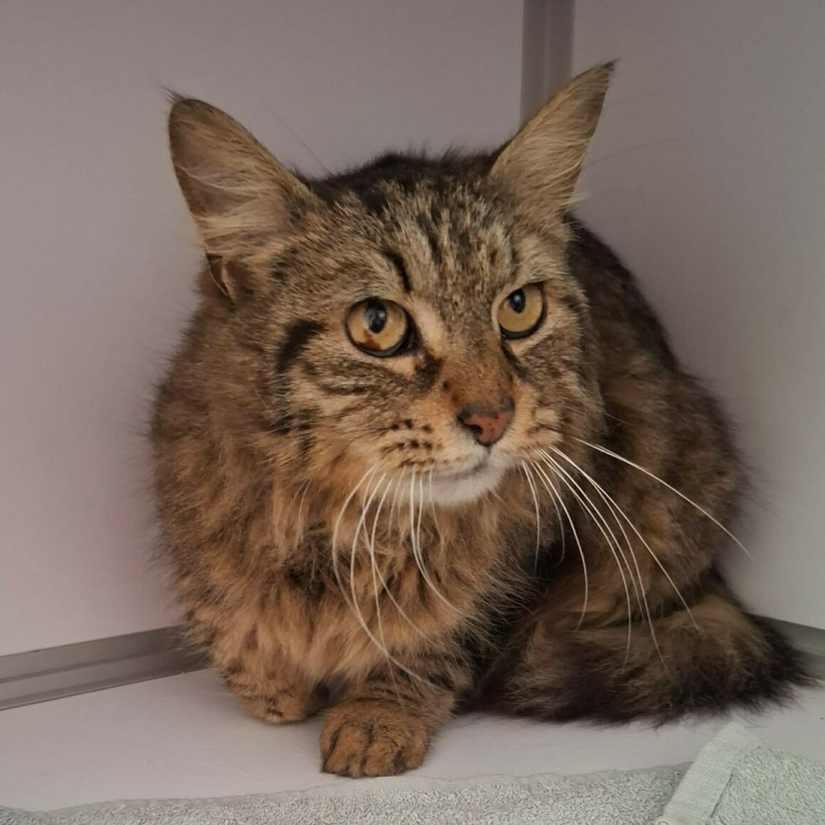 BIMBO – 7 ans adoptée
