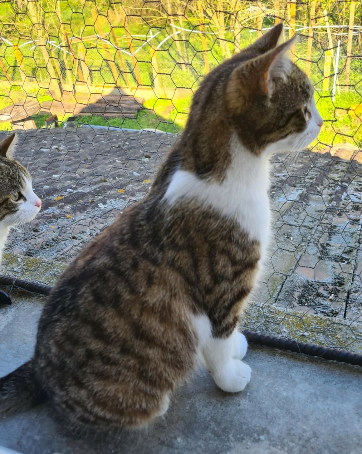 BISKIT – 7 mois réservée