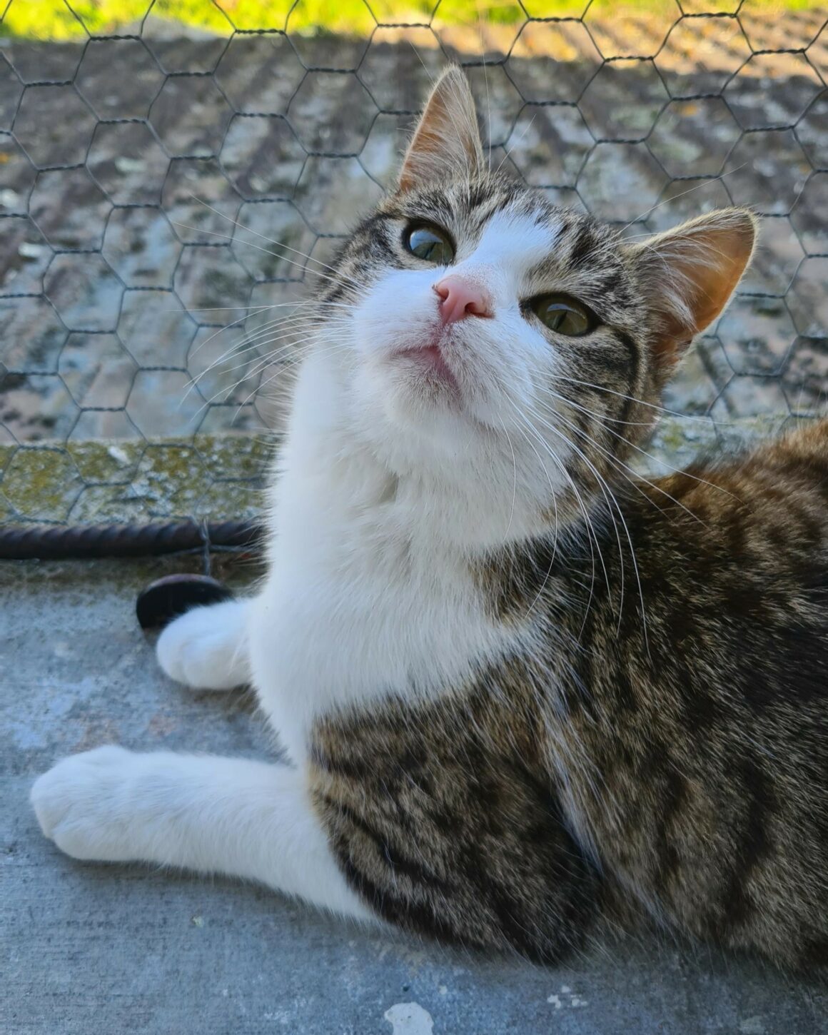 BISKIT – 7 mois réservée