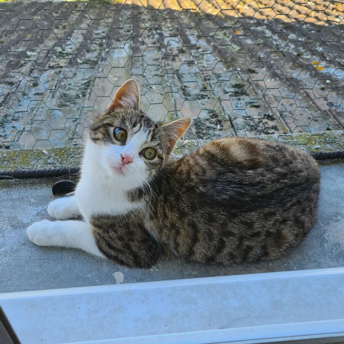 BISKIT – 7 mois adoptée