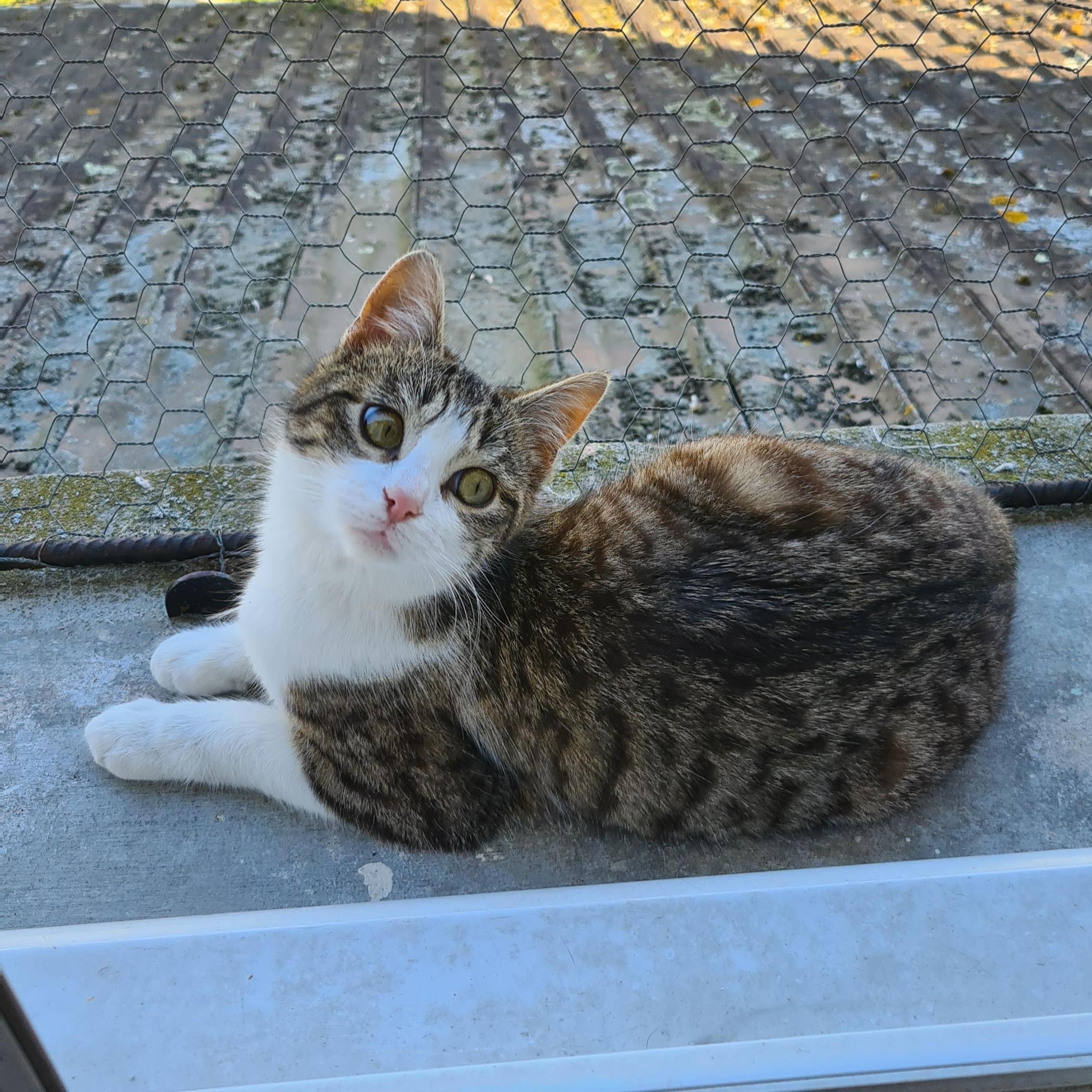 BISKIT – 7 mois adoptée