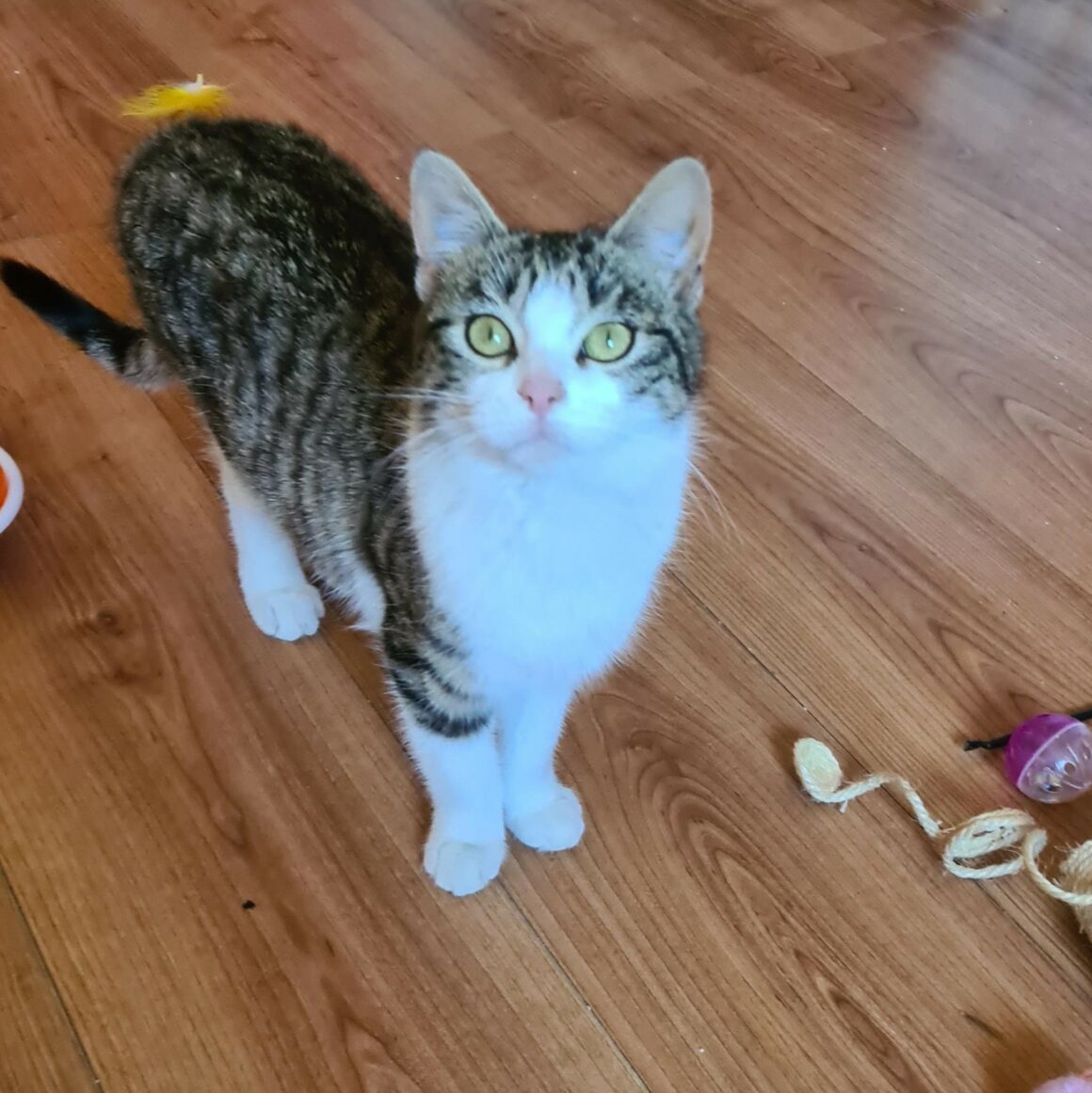 BISKIT – 7 mois réservée