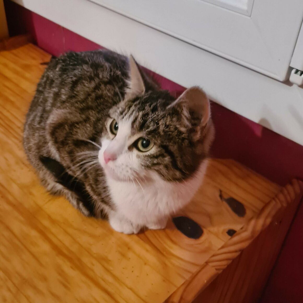 BISKIT – 7 mois réservée