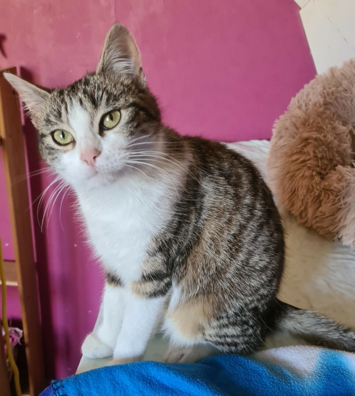 BISKIT – 7 mois réservée