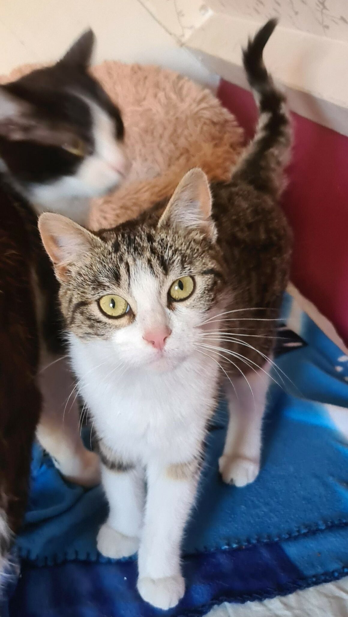 BISKIT – 7 mois réservée